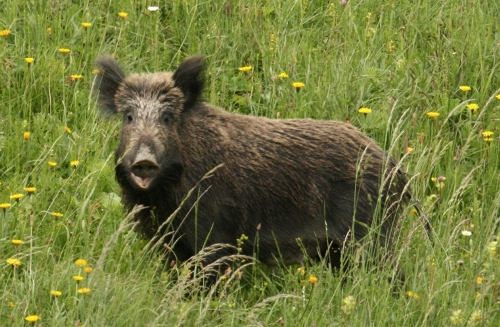 cinghiale